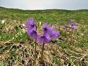 27 Soldanelle alpine (Soldanella alpina)